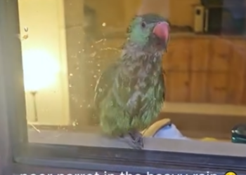C1812029_Poor parrot in heavy rain #rescue #animals #animalsoftiktok #resc…