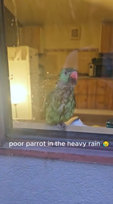 C1812029_Poor parrot in heavy rain #rescue #animals #animalsoftiktok #resc…