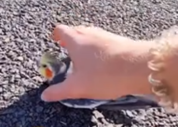 C1812030_rescued sick parrot on road #rescue #animals #animalsoftiktok…