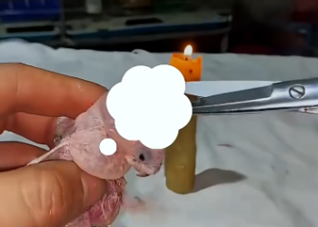 C1912001_Rescue parrot #rescue #rescueanimals #animals #parrot #parrotsoftik…