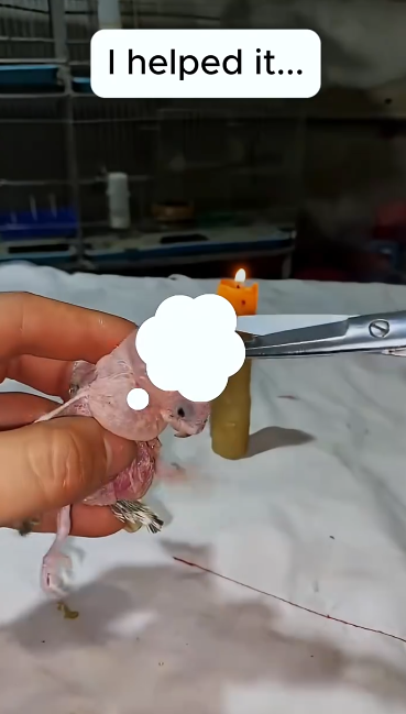 C1912001_Rescue parrot #rescue #rescueanimals #animals #parrot #parrotsoftik…