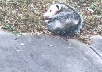 C1912003_man adopted an opossum then #rescue #rescueanimals #fyp #opos…