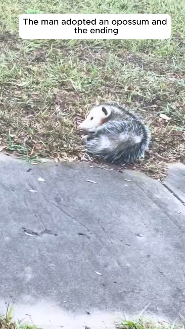 C1912003_man adopted an opossum then #rescue #rescueanimals #fyp #opos…