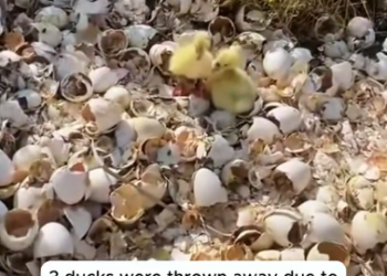 C1912004_ducks were thrown away due to late hatching adopted them #rescue