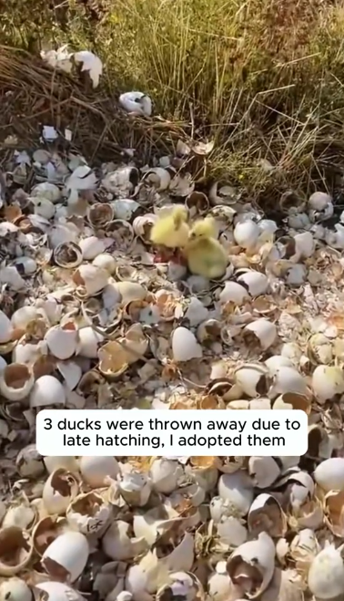 C1912004_ducks were thrown away due to late hatching adopted them #rescue