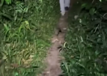 C1912005_adopted baby wildcat #rescue #rescueanimals #wildcat #fyp #animals