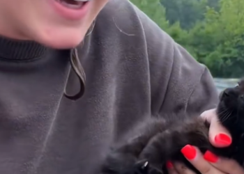 C1912006_Kind girl saved kitten then #rescue #rescueanimals #kitten #res…