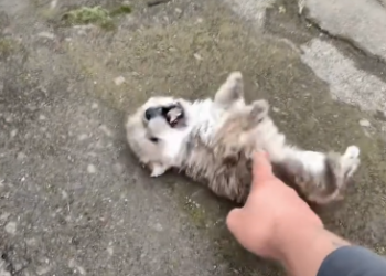 C2312001_Final strength vanished while the camera stayed on