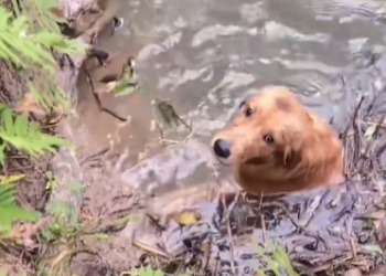 C2312002_Pain reached its limit in these last moments