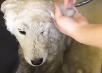 C2312004_The struggle faded as time ran out