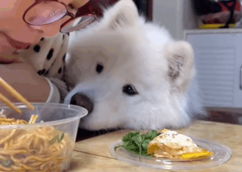 C0112004_rescued puppy fall off car.#samoyed #puppytiktok #dog _part2