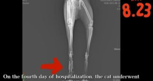 C2312008_The ending unfolded with no second chance