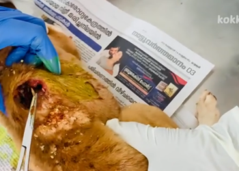 C2312010_The scene changed when survival failed