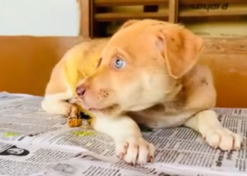 C2312011_No intervention stopped the inevitable