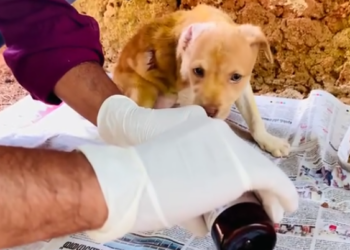 C2312012_The camera witnessed a heartbreaking finish