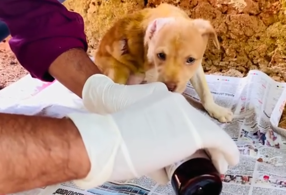 C2312012_The camera witnessed a heartbreaking finish