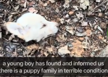 C2312014_Strength disappeared moments before the end