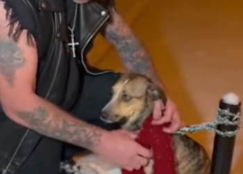 C2412001_Final moments unfolded with no one helping