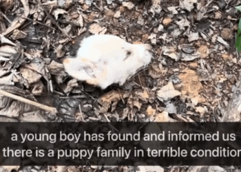 Puppies Rescued Maggots&Wounds ,help me_part1