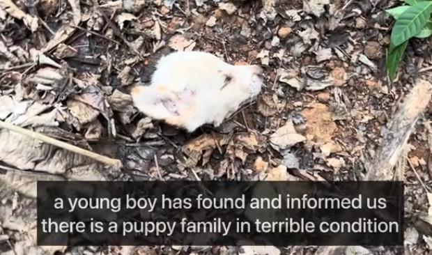 Puppies Rescued Maggots&Wounds ,help me_part1