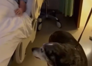 C2412002_Pain deepened while the camera kept watching