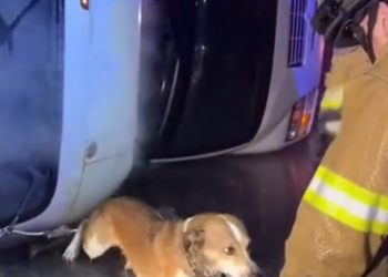 C2412004_Silence filled the scene after hope failed