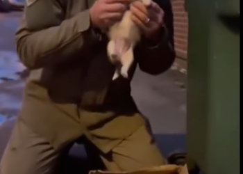 C2412009_This footage captures a moment beyond saving