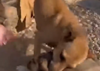 C2412010_The fight stopped when help stayed distant