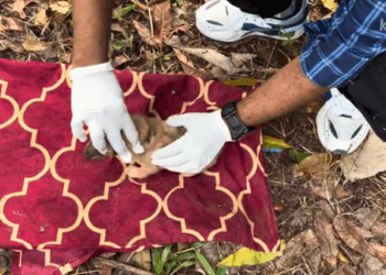 Puppies Rescued Maggots&Wounds ,help me_part2