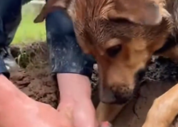 C2412015_Final strength faded under endless pain