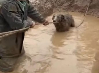 C2412016_The moment hope was completely lost