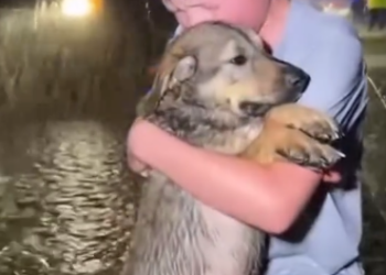 C2412021_The footage reveals a heartbreaking failure