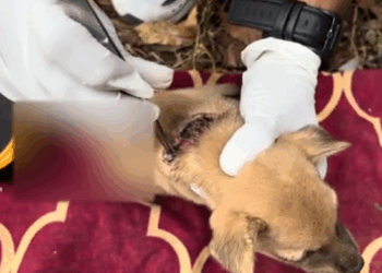 Puppies Rescued Maggots&Wounds ,help me_part3