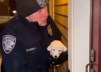 C2412029_Silence remained after the struggle stopped