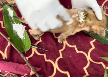 Puppies Rescued Maggots&Wounds ,help me_part4