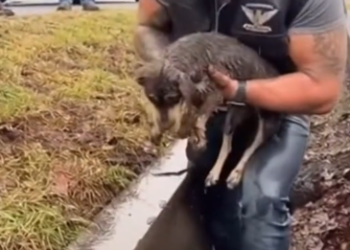 C2512005_Silence filled the scene when the last effort finally failed