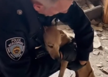 C2512006_Darkness crept in as every chance of survival faded