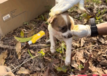 Puppies Rescued Maggots&Wounds ,help me_part5