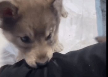 C0112001_found puppy by roadside take it home #puppy #rescue _part2