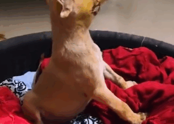 C0312001 Big Dog Attack! Little Guddu Couldn See three Days