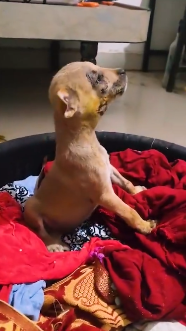 C0312001 Big Dog Attack! Little Guddu Couldn See three Days