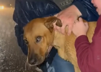 C2512023_Every movement became weaker until nothing remained