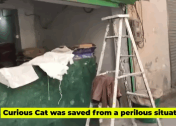 C0312002 Cat head stuck in Metal Window