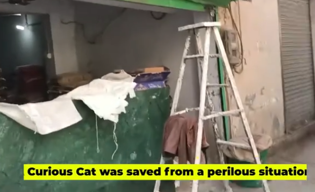 C0312002 Cat head stuck in Metal Window