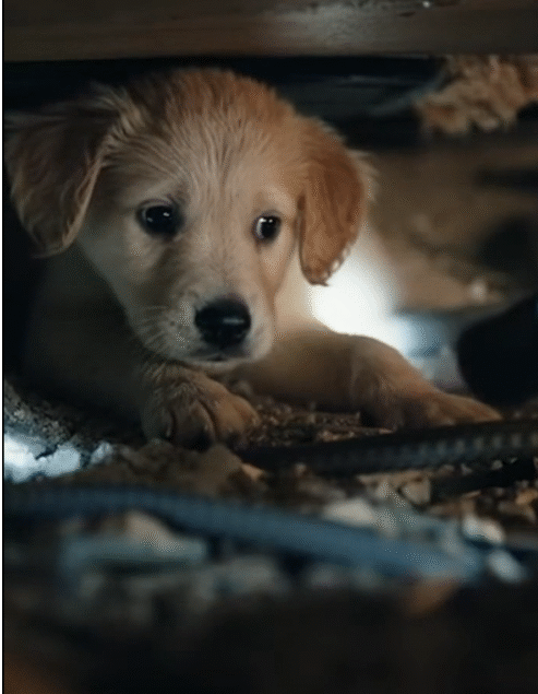 3 The Rescuer Who Refused to Leave Anyone Behind — Not Even a Dog