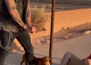 10 The Biker Who Slapped a Man for Kicking a Dog — And the Softest Lick That Broke Everyone’s Heart