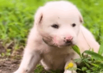 C0312003 Video_1365133495316381