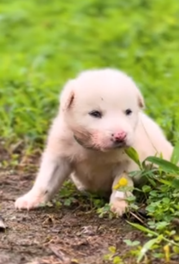 C0312003 Video_1365133495316381