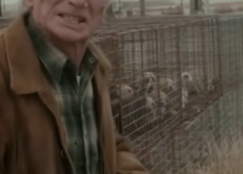 13 The Old Man Who Bought Every Cage – And the Secret That Broke Everyone’s Heart