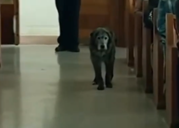 14 The Criminal Held in Court—And the Dog He Saved Years Ago Walked In, Staring Until the Entire Room Broke Down